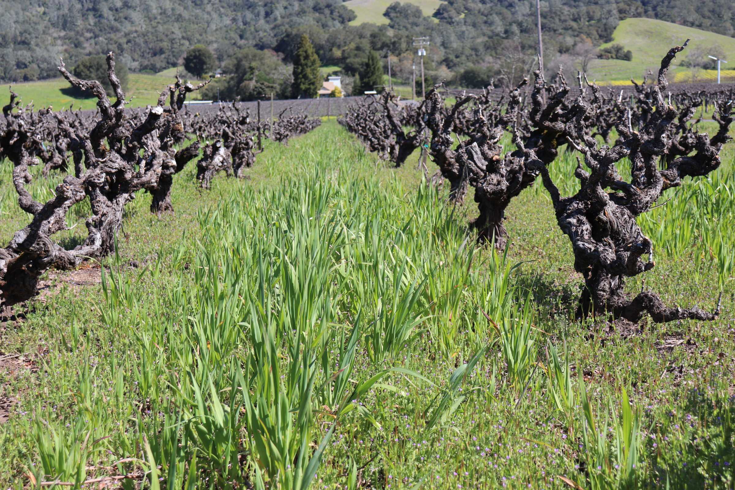 Demostene Vineyard