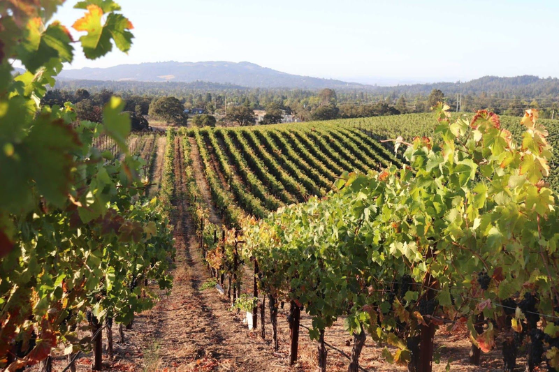 A view of the sunlit Bricoleur Vineyards